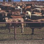 El cierre fronterizo por plaga inquita al campo